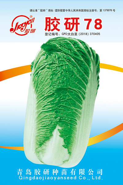胶研78——秋播白菜